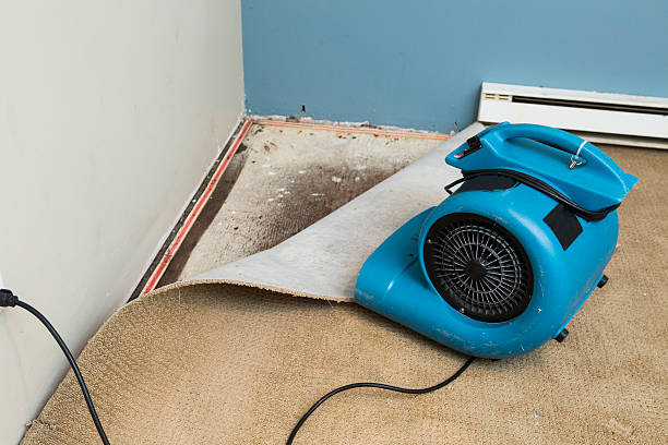 Best Flooded house restoration  in Suitland, MD